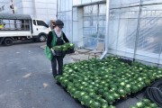 세종시농업기술센터, 가을철 꽃묘 5만여본 국립수목원 납품
