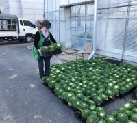 세종시농업기술센터, 가을철 꽃묘 5만여본 국립수목원 납품